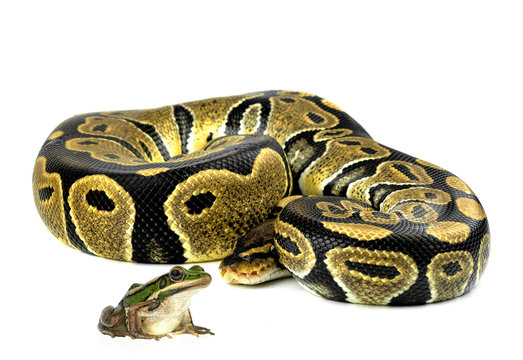 Royal Python, or Ball Python in studio against a white background.