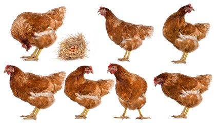 Hen eggs isolated on white background.