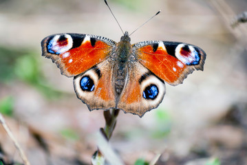 Day butterfly closeup shot outdoors.