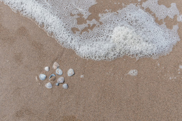 Muscheln im Sand am Meer