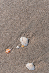 Fototapeta na wymiar Muscheln im Sand am Meer