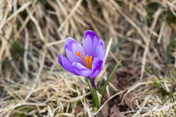 Naklejka premium crocus flower on the mountain slopes in spring after snow melts