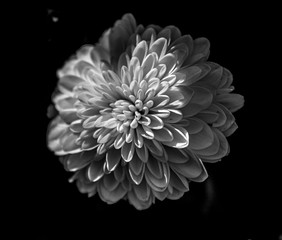Black and White Chrysanthemum Close Up