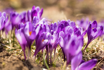 crocus flower on the mountain slopes in spring after snow melts
