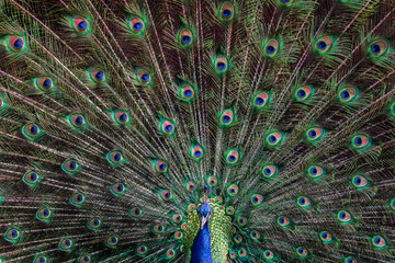 Fototapeta premium Closeup portrait of peacock with wings/feather fully extended.