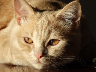 Ginger Scottish Straight  cat named Peach. 