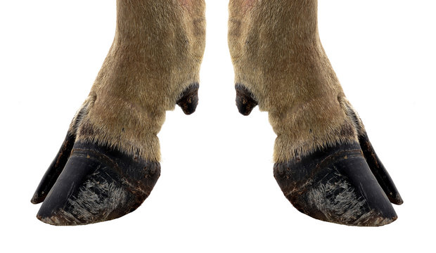 cow hooves on white background.