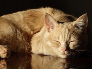 Beautiful ginger Scottish Straight  cat with golden fur and brown eyes bask in the sun rays.