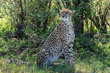 Cheetah (Acinonyx jubatas) at rest in the bush of the Maasai Mara, Kenya