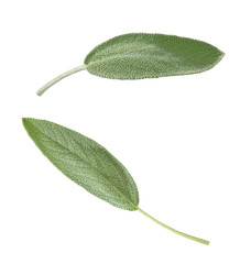 Salbei