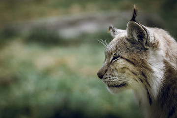 Naklejka na ściany i meble Portrait of a lynx.