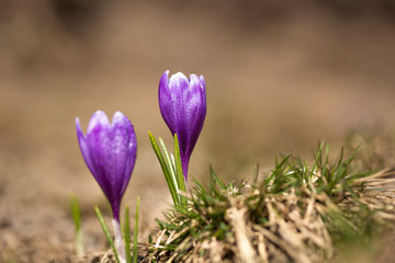 crocus flower on the mountain slopes in spring after snow melts