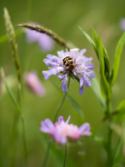 A bug on the flowers in the green grass