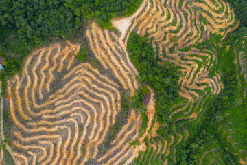 Aerial drone image of Deforestation. Aerial drone footage of rain forest (rainforest) destroyed to make way for oil palm plantations