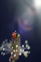 Tiny ladybug and magic shine