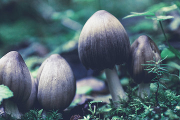 Mushrooms in green forest in autumn.
