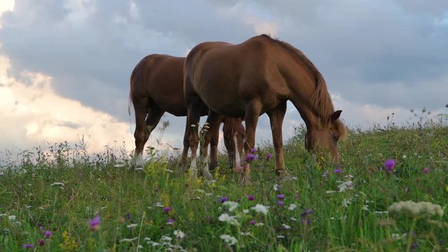 A horse on a green hill pasture, carpathian mountains, wild flowers against a blue sky with clouds at sunset.