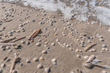 Muscheln im Sand am Meer