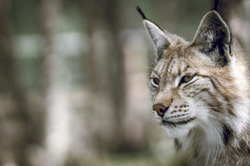 Animal portrait of a beautiful lynx outdoors in the forest. Wildlife, wilderness, outdoors, animal, predator, eyes, killer, beautiful, moment concept.