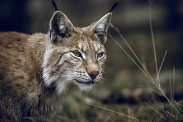 Animal portrait of a beautiful lynx outdoors in the forest. Wildlife, wilderness, outdoors, animal, predator, eyes, killer, beautiful, moment concept.