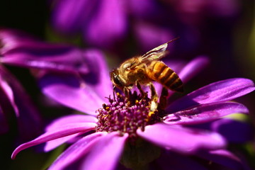 bee on flower