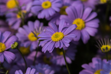 flowers in the garden