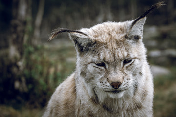 Fototapeta premium Animal portrait of a beautiful lynx outdoors in the forest. Wildlife, wilderness, outdoors, animal, predator, eyes, killer, beautiful, moment concept.