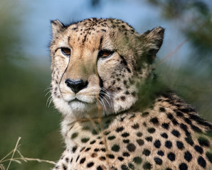 Cheetah (Acinonyx jubatas) at rest in the bush of the Maasai Mara, Kenya