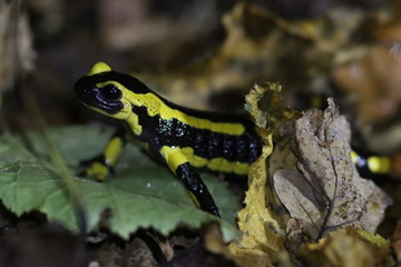 Salamandre