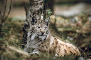 Naklejka na ściany i meble Animal portrait of a beautiful lynx outdoors in the forest. Wildlife, wilderness, outdoors, animal, predator, eyes, killer, beautiful, moment concept.