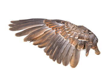 Wing bird isolated on white background