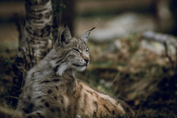 Animal portrait of a beautiful lynx outdoors in the forest. Wildlife, wilderness, outdoors, animal, predator, eyes, killer, beautiful, moment concept.