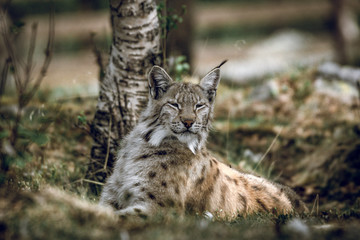 Naklejka premium Animal portrait of a beautiful lynx outdoors in the forest. Wildlife, wilderness, outdoors, animal, predator, eyes, killer, beautiful, moment concept.