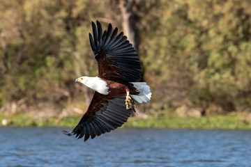 Fish eagle catching a fish from Lake Naivasha. Kenya