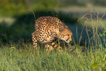 Cheetah walks through long grass in savannah Acinonyx jubatus