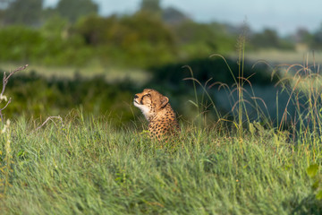 Cheetah walks through long grass in savannah Acinonyx jubatus