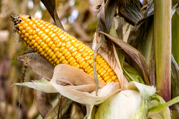 Ripe corn on the cob. Field of corn. Summer landscape. Agriculture concept. Corn ready for harvest.