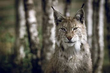 Schilderijen op glas Dierlijk portret van een mooie lynx buiten in het bos. Wildlife, wildernis, buitenshuis, dier, roofdier, ogen, moordenaar, mooi, moment concept. © Jon Anders Wiken