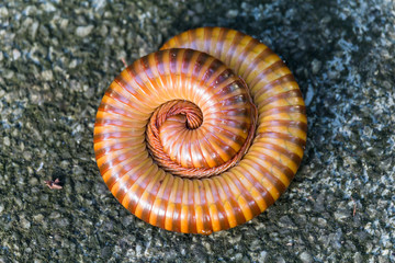 giant millipede millipede curled up on the ground