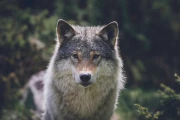 Schilderijen op glas Close encounter with grey wolf in nature. Wildlife, wolf, wolves, bush, wilderness, usa, predator, killer, animal concept. © Jon Anders Wiken