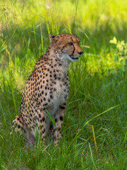 Cheetah walks through long grass in savannah Acinonyx jubatus