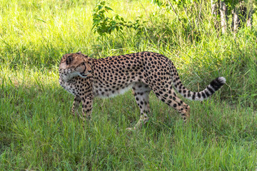 Cheetah walks through long grass in savannah Acinonyx jubatus