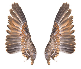 Wing bird isolated on white background