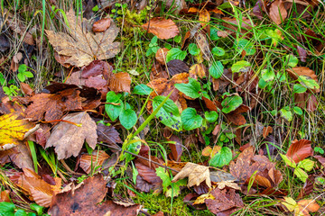 Fallen yellow and brown leaves on green grass.