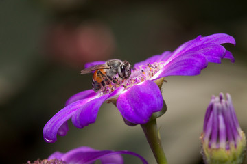 bee on a flower
