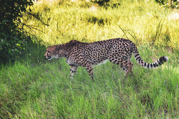 Cheetah walks through long grass in savannah Acinonyx jubatus