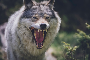 Fototapeta premium Close encounter with grey wolf in nature. Wildlife, wolf, wolves, bush, wilderness, usa, predator, killer, animal concept.