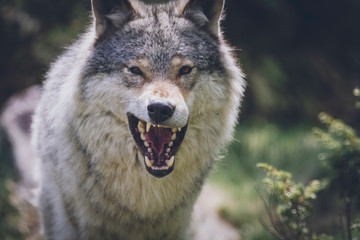 Naklejka na ściany i meble Close encounter with grey wolf in nature. Wildlife, wolf, wolves, bush, wilderness, usa, predator, killer, animal concept.