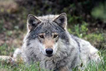 Naklejka na ściany i meble Wolf portrait in the wild. Nature, eyes, wolves, wolf pack, beautiful animals, killers, predators, hunters, eyes, grey, wilderness, outdoor concept.