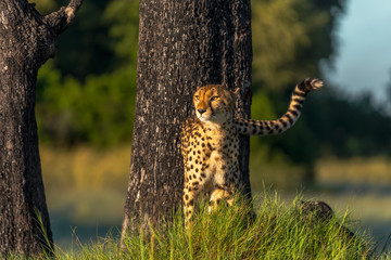 Cheetah walks through long grass in savannah Acinonyx jubatus
